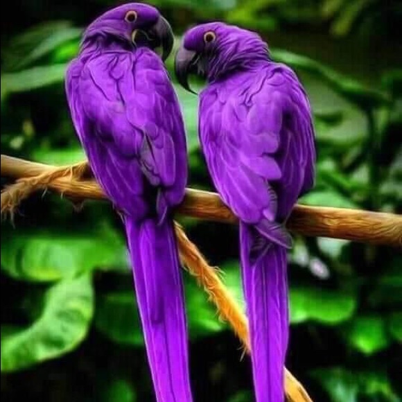 2 x $20‼️ CLOVER PENDANT / NECKLACE Silver & Gray embellished Crystal Gift Idea - Picture 7 of 8